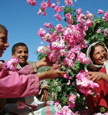 Rosenprojekt der Welthungerhilfe drei Kinder spielen mit Rosen