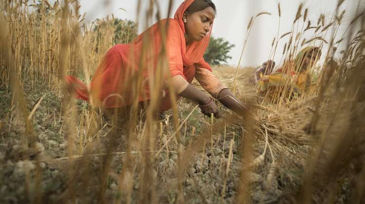 Eine Frau in Nepal bei der Getreideernte 