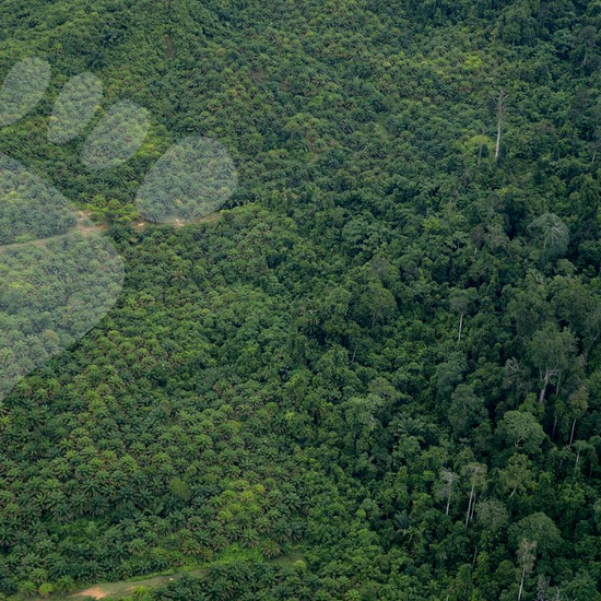Bild aus der Vogelperspektive: Eine Plantage grenzt an den Regenwald