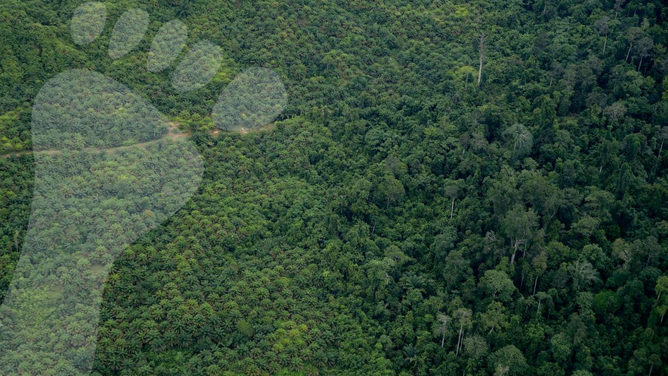 Bild aus der Vogelperspektive: Eine Plantage grenzt an den Regenwald