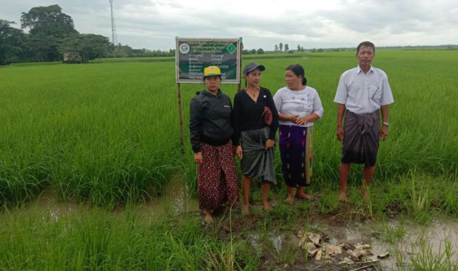 Landwirt*innen auf einem Reisfeld in Myanmar, 2021.