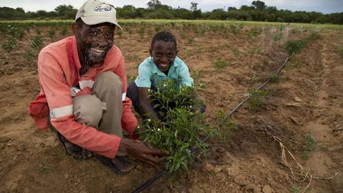 Der Chilianbau in Simbabwe verbessert das Leben der Menschen.