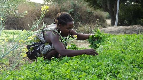 Frau pflückt ein Blättergemüse von einem Feld.