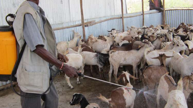 Ein Bauer in Äthiopien desinfiziert seine Ziegen.