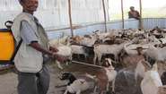 Ein Bauer in Äthiopien desinfiziert seine Ziegen.