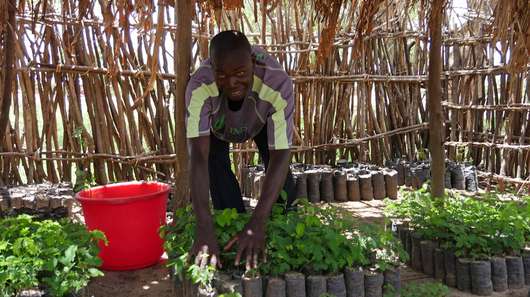 Ein Mann beim Pflanzen-Anbau, Malawi, 2017.