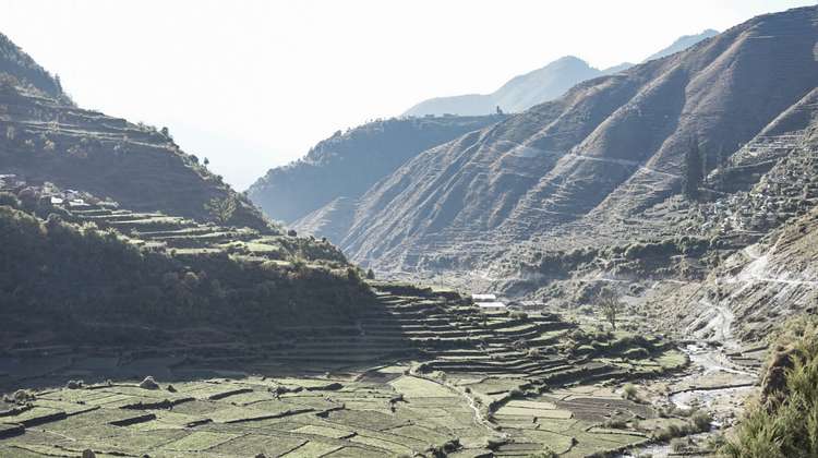 Reisfelder in Nepal, 2019.