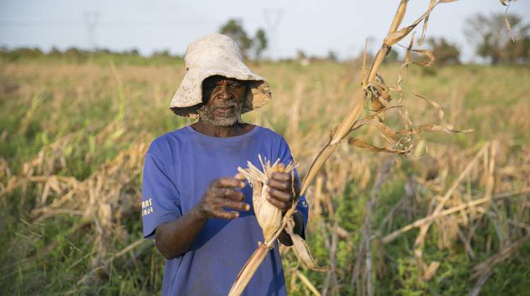 Ein Mann steht auf einem Getreidefeld und kontrolliert die Ernte.