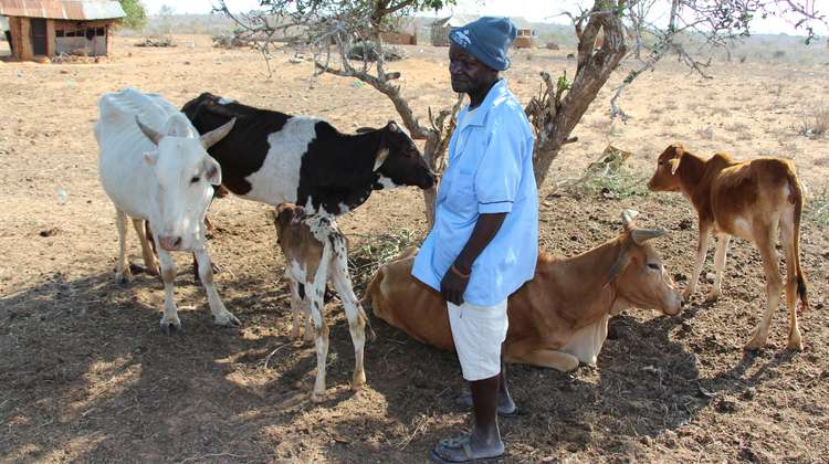 Ein Bauer mit seinen Rindern, Kenia 2021. 
