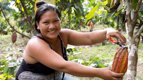 Eine Frau aus einem indigenen Volk bei der Kakaoernte – sie ist auf Spenden für Bolivien angewiesen