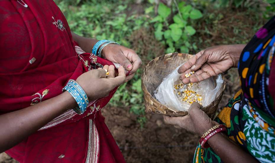 Frauen begutachten Saatgut, Indien.