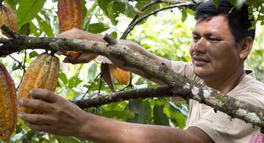 Kakaobauern in Peru bei der Ernte