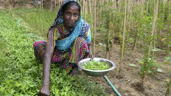 Eine Frau erntend Gemüse, Bangladesch 2014. 