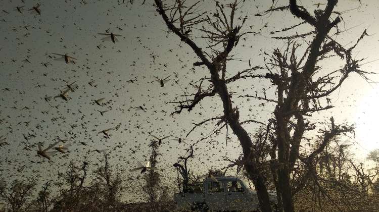 Heuschrecken in Indien verdunkeln den Himmel, 2020.