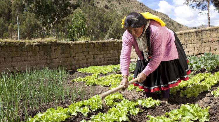 Peruanerin bei der Feldarbeit
