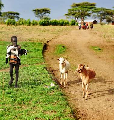 Ein Mädchen läuft neben zwei Ziegen und hält eine junge Ziege auf dem Arm.