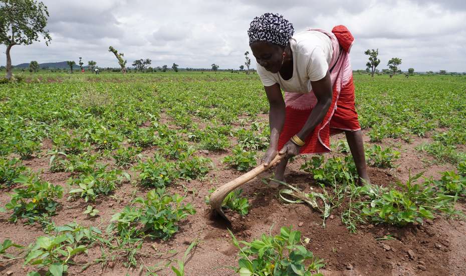 Klimawandel; Frau baut Erdnusssorte in Nigeria an