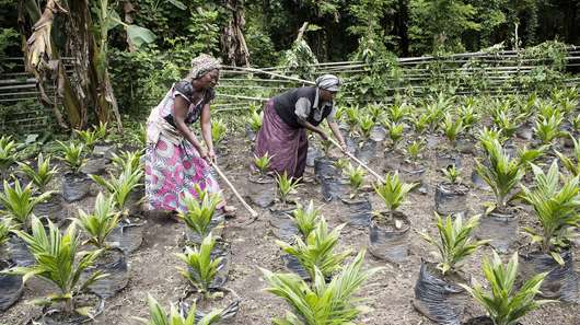 Zwei Frauen bearbeiten mit einem Pflug ein Feld, auf dem Bäume für den Verkauf wachsen in Nord-Kivu, Demokratische Republik Kongo.