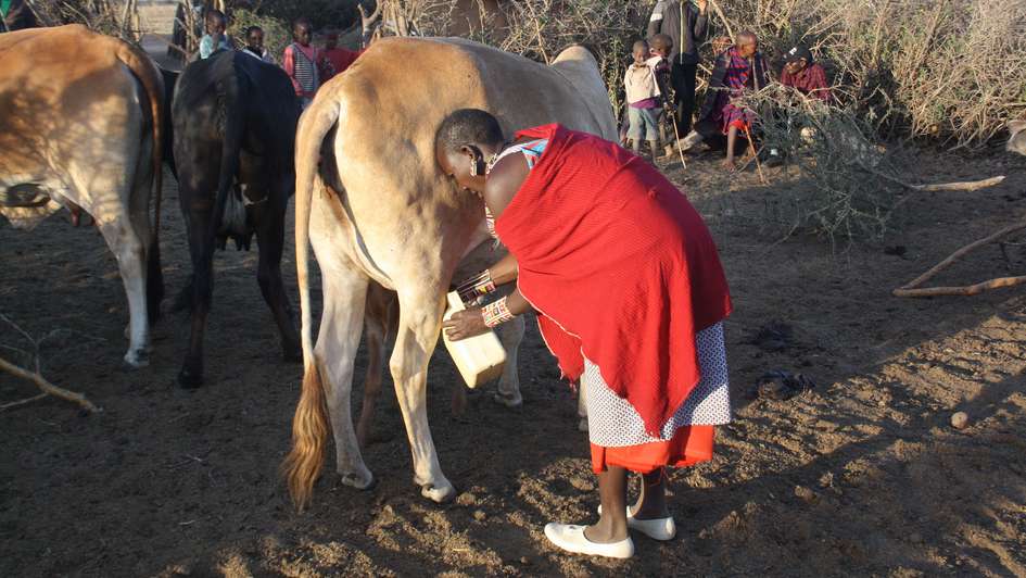 Eine Frau hält einen Eimer an die Euter einer Kuh.