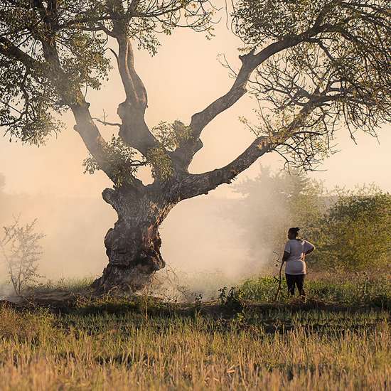 Eine Frau aus Madagaskar steht unter einem großen Baum. Sie ist von hinten zu sehen. 