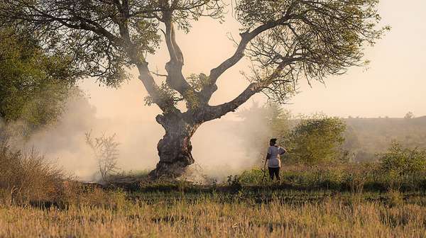 Eine Frau aus Madagaskar steht unter einem großen Baum. Sie ist von hinten zu sehen. 