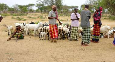 Impfung von Schafen und Rinder in Waldena, Kenia