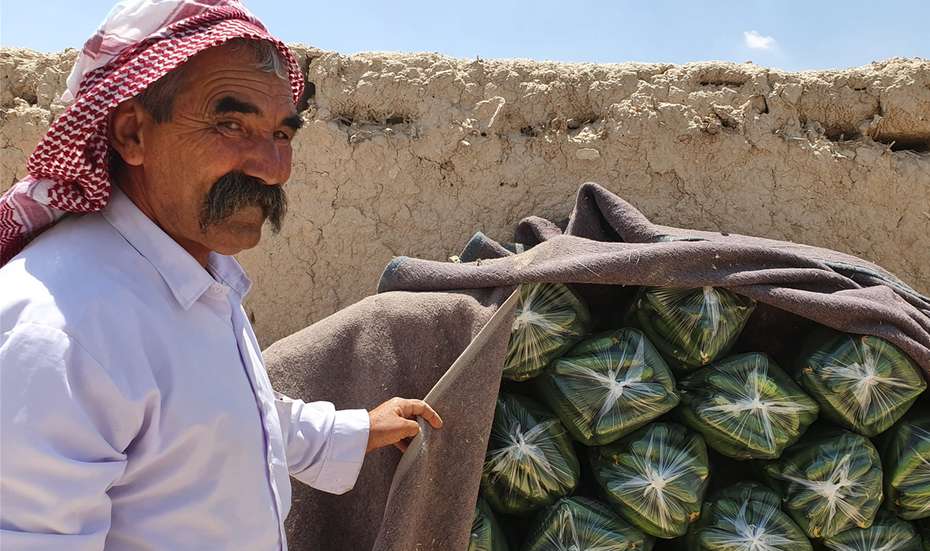 Ein Mann zeigt Säcke voller Gurken, die mit einer Decke von der Sonne geschützt werden.