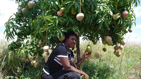 Frau hockt vor einem Mangobaum