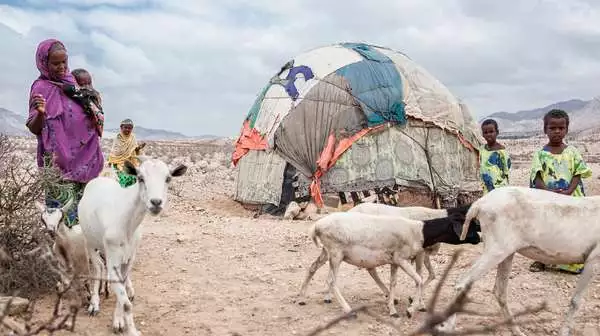 Eine Frau mit Kindern und Ziegen, Somaliland 2018. 