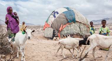 Jetzt Auswirkungen des Klimawandels eindämmen. Bild: Frauen, Kinder und mehrere Ziegen stehen neben einer Unterkunft aus Laken und Holz.