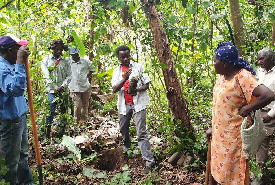 Eine Gruppe Menschen im Wald Haitis bekommt Informationen zu einer Kaffeepflanze.