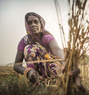 Eine Frau bei der Getreidernte in Nepal - helfen Sie bei der Ernährungssicherung und spenden Sie für Asien.