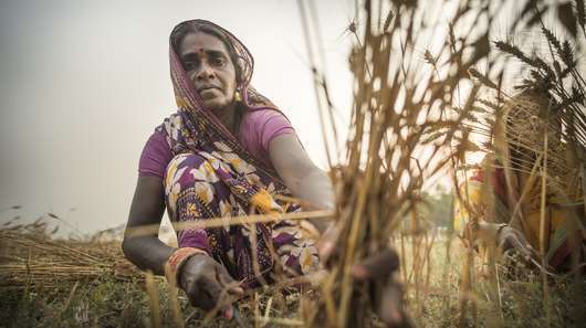 Eine Frau bei der Getreidernte in Nepal - helfen Sie bei der Ernährungssicherung und spenden Sie für Asien.
