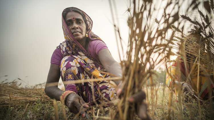 Eine Frau in Nepal bei der Getreideernte