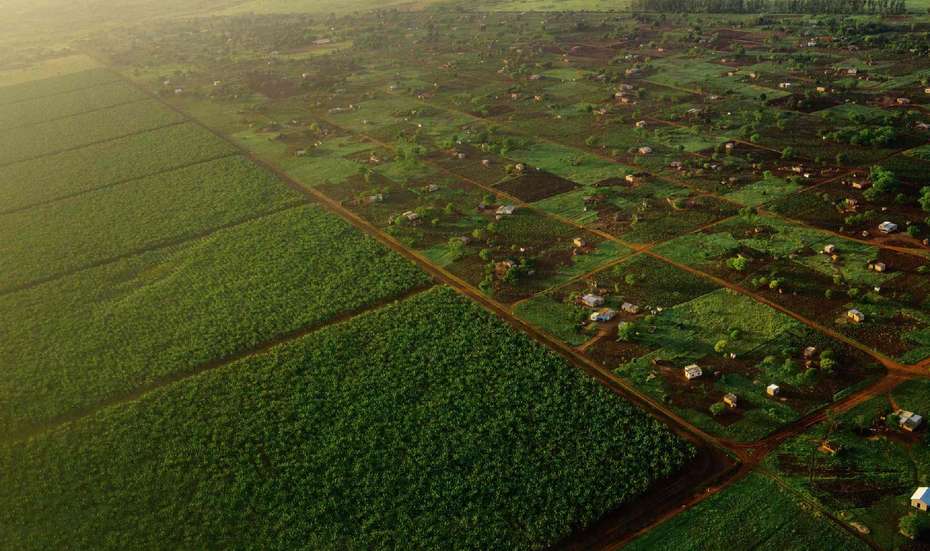 Plantagen in Mosambik. 