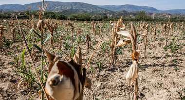 Ein ausgetrocknetes Maisfeld in Haiti.