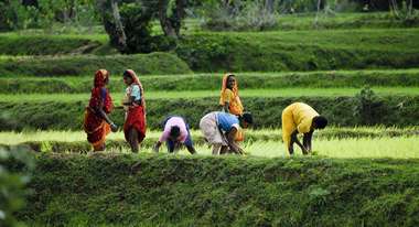 Frauen arbeiten auf dem Reisfeld