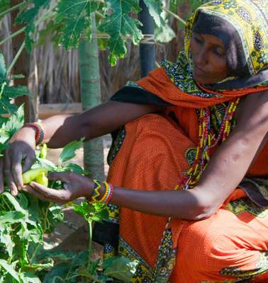 Frau erntet Gemüse in ihrem Garten, Kenia, 2020.