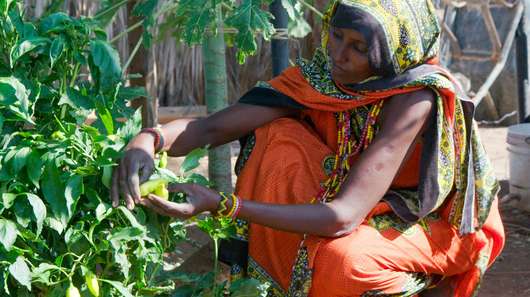 Frau erntet Gemüse in ihrem Garten, Kenia, 2020.
