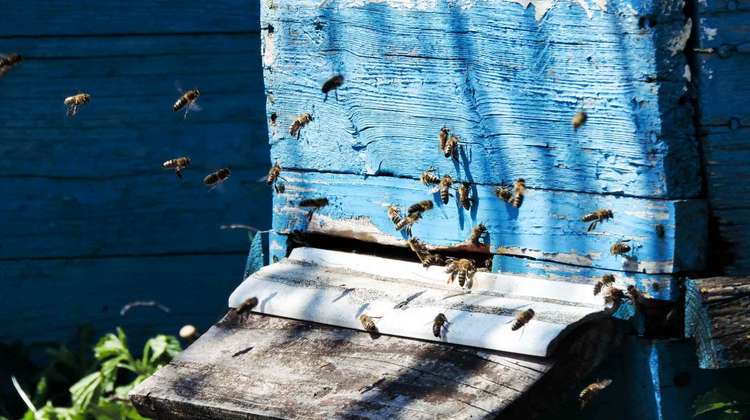 Wildbienen finden einen Unterschlupf in einem aus Holz hergestellten Insektenhotel, 2022.