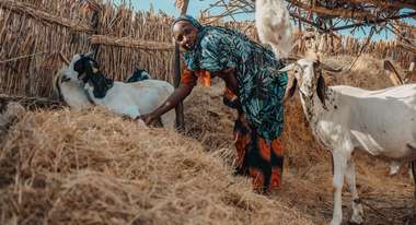 Eine Frau steht mir zwei Ziegen in einem Stall, Niger 2021.