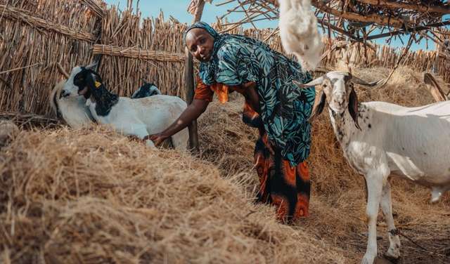 Eine Frau steht mir zwei Ziegen in einem Stall, Niger 2021.