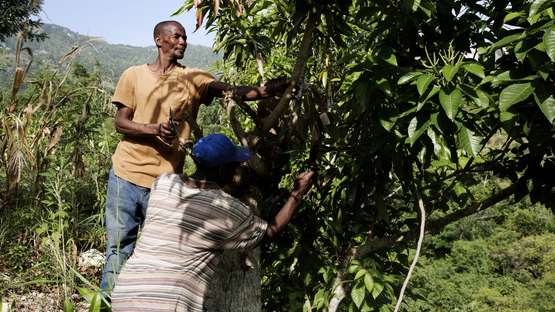 Mondesir, Haiti: Die Bauern Wesley La Guerra (links) und Benjamin Deces pflegen einen Mangobaum, indem sie überschüssiges Laub entfernen. 