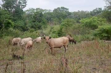 Kühe grasen im Buschland.