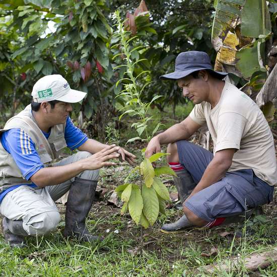 Biologischer Kakaoanbau in Peru