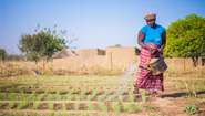 Eine Frau bewässert ein Feld in Burkina Faso.