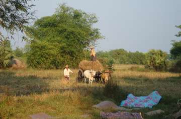 Bauern mit einem Ochsenkarren auf ihrem Feld.