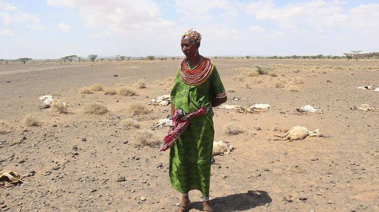 Dürre in Kenia: Eine Frau steht auf einem Feld, im Hintergrund sieht man totes Vieh.