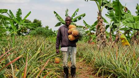 Ein Bauer in Uganda bei der Ananasernte, 2021.