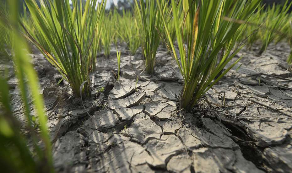 Folgen von Bodendegradation: Ein vertrocknetes Reisfeld in Bangladesch.